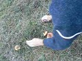 Lactarius Deterrimus III