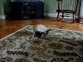 Rico Chico