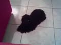 arthur toy macedo arthur toy macedo