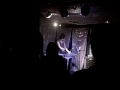 Peach Plum Pear (Joanna Newsom)
