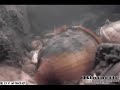 Wavy-rayed lampmussel innoculates smallmouth bass host