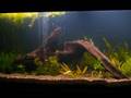 190gal freshwater aquarium - 700l Akvariumas