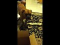 Click here to watch this video RIP Chubba-Chubb-Chubbz! :(