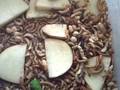 Meal Worm Farm Day 1 - Starting To Pupate