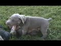 Weimaraner Puppies -- AKC