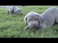 Weimaraner Puppies -- AKC 