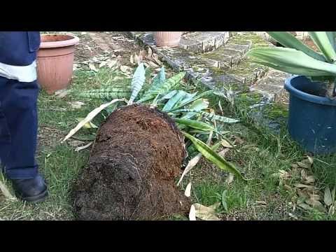 how to plant mother in law tongue