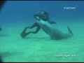 Dolphin Dive - Mergulho com Golfinhos