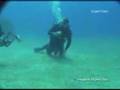 Dolphin Dive - Mergulho com Golfinhos