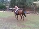 Chief has some fun Jumping Chief has some fun Jumping