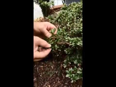 how to control azalea lace bug