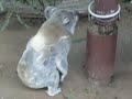 Cucciolo di koala