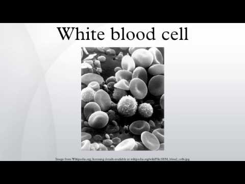 how to isolate neutrophils from human blood