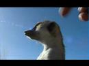 Van der Meerkats Snakes and ...
