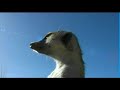 i love (van der) meerkats. these were half/tame and used in rockstock ritz (near solitaire) namibia to clean the rooms of snakes and scorpions which they eat for breakfast! they smell scorpions deep underneath stones and can make a deep hole searching them in seconds. the one with the short tail is called 