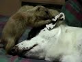 dog-and-prairie-dog.html