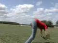 videos de What kids do when bored
