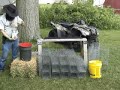 Building Colony Traps for Muskrats p2/3 Building Colony Traps for Muskrats p2/3