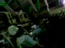 TUP BATE CABE�A