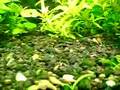 Corydora fry