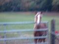 Colby neighing agaim