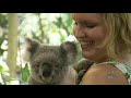 Koala population in steep decline