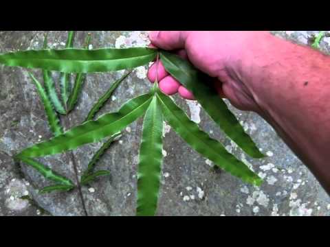 how to care for pteris fern