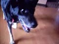 Scooby the dog saying I Love You