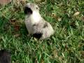 videos de Texas Ti Hide And Seek.AVI