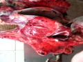 Cabeza