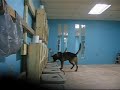 K-9 Solo (BSD)