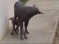 ma-tarzan-lo-fa.html