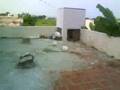 videos de white Indian Fantail bird
