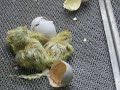 pollitos recien naciditos!!