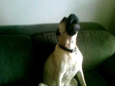bullmastiff
