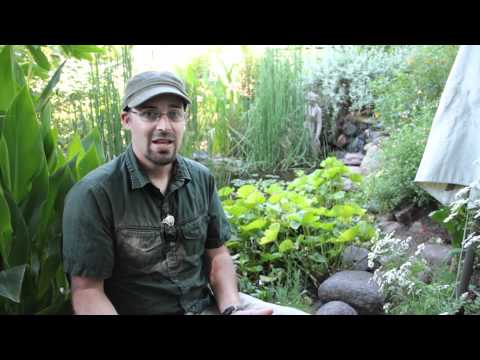 how to fertilize fish pond