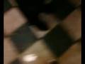 videos de Impreza u  W