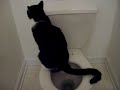 Toilet Cat Again