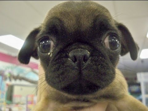 how to eliminate bad dog breath