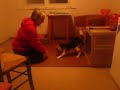 Beagle Olivia: Sleepy I