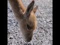 Tinogasta Sorprende