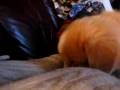 Daintree Duck Tollers- Tandoori