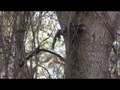 Squirrel Hunting 2014 Season