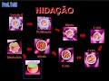 Biologia: Estudo da formação do Embrião 03 (Prof. Toid)