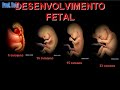 Biologia: Estudo da formação do Embrião 03 (Prof. Toid)