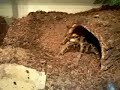 wolverine destroys cricket #2