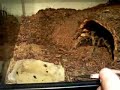 wolverine destroys cricket #2