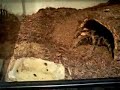 wolverine destroys cricket #2