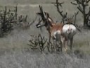 Antelope1 Antelope1