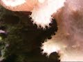 multimedia NATURAE